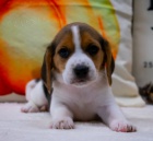 Prod�m kr�sn� a rozko�n� mini trikolorn� �t��ata b�gla.