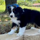 zdrav�, o�kovan� a od�erven� �t��ata australsk�ho ov��ka k adopci