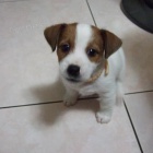 Prod�m zdrav� �t��ata jack russell teri�ra.