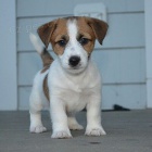 o�kovan� a zdrav� �t��ata jack russell teri�ra k adopci.