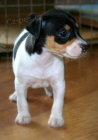 o�kovan� a zdrav� �t��ata jack russell teri�ra k adopci.