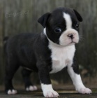 Prod�m �t��ata bostonsk�ho teri�ra