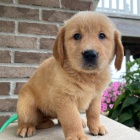 �t��ata zlat�ho retr�vra k adopci