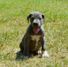 Prod�m zdrav� �t��ata n�meck� dogy.