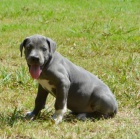 Prod�m zdrav� �t��ata n�meck� dogy.