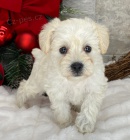 Kn�ra� � mini �t���tka k adopci. Jsou o�kovan� a od�erven�.