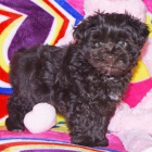 �t��ata mini kn�ra�� k adopci. Jsou o�kovan� a od�erven�.