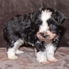 �t��ata mini kn�ra�� k adopci. Jsou o�kovan� a od�erven�.