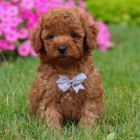 Zdrav� a kr�sn� �t��ata trpasli��ho pejska a fenky pudla k adopci.