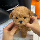 Zdrav� �t��ata mini pudla k adopci.