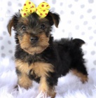 Prod�m rozko�n� a kr�sn� miniaturn� �t���tka jork��rsk�ho teri�ra.