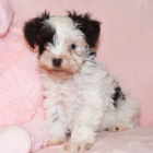 o�kovan� a od�erven� �t��ata mal�ho kn�ra�e k adopci.