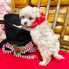 Maltipoo o�kovan� �t��ata k adopci.