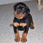 Prod�m zdrav� �t��ata rotvajlera. �t���tka jsou v�echna o�kovan� a od�erven�.