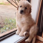 Prod�m �t��ata zlat�ho retr�vra.