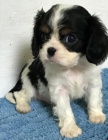 Cavalier King Charlse �t��ata.