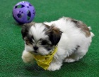 Kr�sn� �t���tka Shih Tzu.