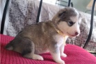 N�dhern� �t��ata alaskan Malamute.