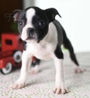 �t��ata bostonsk�ho teri�ra k adopci