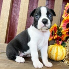 �t��ata bostonsk�ho teri�ra k adopci