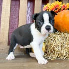 �t��ata bostonsk�ho teri�ra k adopci