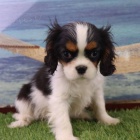 Prod�m �t��ata kaval�r King Charles �pan�l.