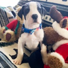 �t��ata n�meck� dogy k adopci. Jsou o�kovan� a od�erven�.