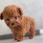 Zdrav� a kr�sn� �t��ata trpasli��ho pudl�ka a feny k adopci