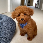 �t�n� pudla na prodej