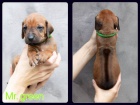 Rhod�sk� ridgeback s PP