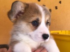 Welsh Corgi �t��ata