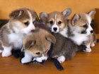 Welsh Corgi �t��ata
