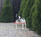 Francouzsk� buldo�ek