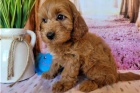 �istokrevn� �t��ata Cavapoo.