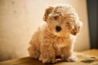 Ohromuj�c� �t��ata Maltipoo.