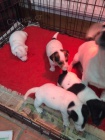 Kr�sn� �t��ata Jack Russell Terrier