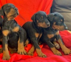 Doberman Pinscher �t��ata.