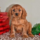 Kaval�r King Charles �pan�l �t��ata.