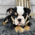 �t��ata anglick�ho buldoka k adopci.