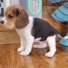 Prod�m kr�sn� a rozko�n� �t��ata b�gla.