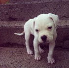 o�kovan� a zdrav� �t��ata americk�ho buldoka na prodej.