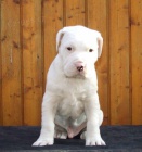 o�kovan� a zdrav� �t��ata americk�ho buldoka na prodej.