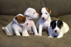 zdrav� �t��ata jack russell teri�ra k adopci