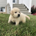 Prod�m �t��ata zlat�ho retr�vra.