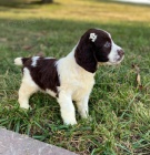 Prod�m zdrav� a kr�sn� �t��ata anglick�ho �pringr�pan�la a psa.