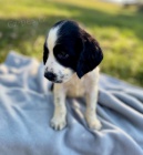 Prod�m zdrav� �t��ata anglick�ho �pringr�pan�la.