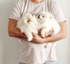 N�meck� �pic. Mini pomeranian s PP