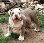 Angli�t� buldoci