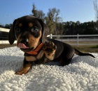 * k dispozici �t��ata jezev��ka.