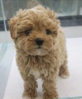 Kr�sn� �t���tka Maltipoo k dispozici